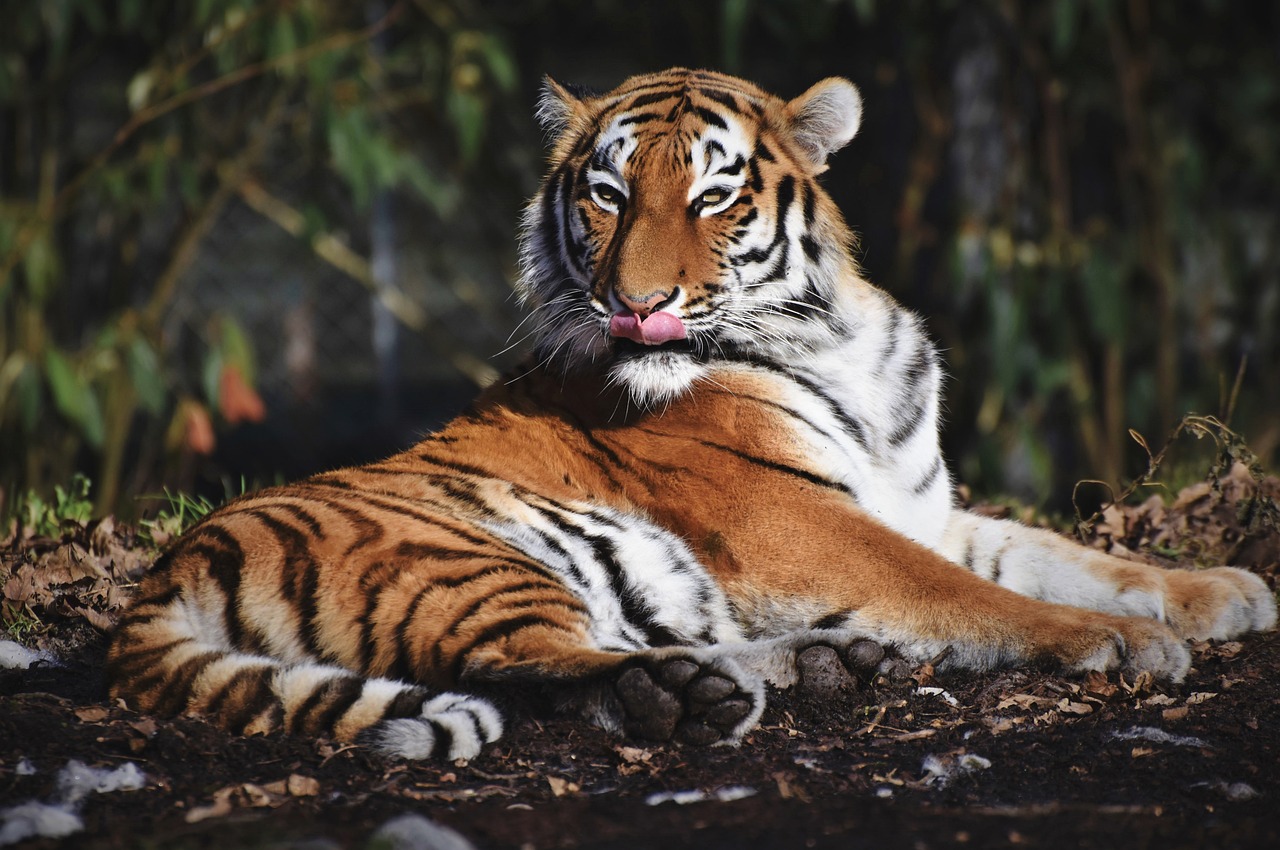 Tadoba Holiday Tour
